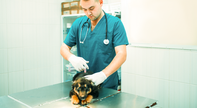 cachorrinho no veterinario