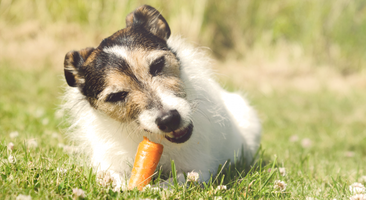 cenoura é bom para cachorro