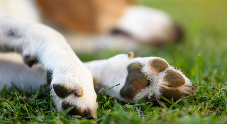 coxins de cachorro - almofadinhas de cachorro - patinhas - cuidados com cachorro