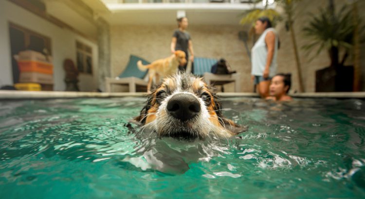 cachorro na piscina - cão na piscina - cachorro sabe nadar - cachorro pode nadar