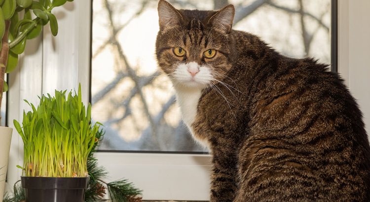 clorifla para gatos - gatos comem plantas - gato pode comer planta - que planta gato pode comer - que planta gato não pode comer